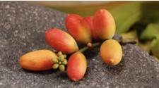 20 Seeds Belinjo Melinjo Gnetum Gnemon For Planting picture