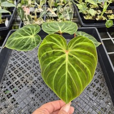 Philodendron Verrucosum Amazon Sunset exact plant, Fedex 2day* picture