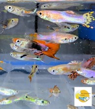 **SUMMER SALE*** PK Endlers FANCY GUPPY/ENDLERS/HYBRIDS MALES - CHOOSE OPTIONS picture