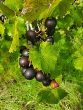 5 'Delicious' Muscadine Grape Vine Vitis Rotundifolia Live Starter Plant picture