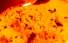 SWARM 30 Blood Sucking Flies with Winged Ant in Dominican Amber Fossil Gem picture