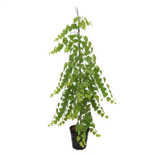 2 Gal. Morioka Weeping Deciduous Katsura Tree picture
