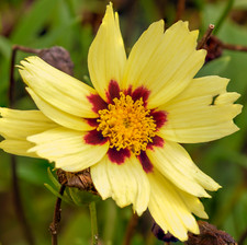 1,000 UPTICK CREAM Coreopsis Seeds (Coreopsis tinctoria) Annual Garden Flower picture