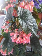Imported Drooping Begonia For Your Home & Garden pack of 2 bulbs (DARK PEACH) picture