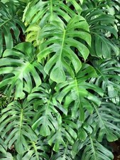 5 Organic SPLIT LEAF PHILODENDRON Monstera Deliciosa Swiss Cheese Plant Seeds picture
