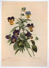 Vintage Redouté Print Purple Pansy Viola Botanical Floral Wall Art picture