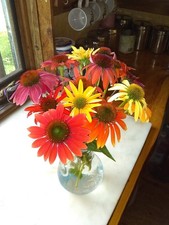 Echinacea 'Cheyenne Spirit' Live Perennial Plants/Plugs, 4 
