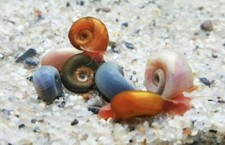 8+1 Pink/Red/Blu /Mix color Ramshorn Snails  Freshwater Aquarium Pond Snail picture