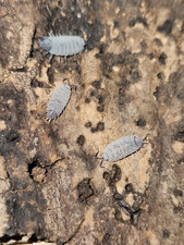 Porcellionides pruinosus Lemon Berry Isopods 10ct – Live Bioactive Cleanup Crew picture