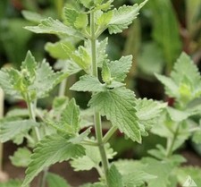 1500+ Catnip Seeds (Nepeta cataria) - Herb Seeds | USA  picture
