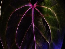 Anthurium Red Spider WITH FOLIAGE clone: rare imported for several months picture