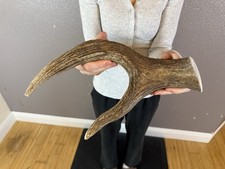 1 Huge JUMBO Whole MOOSE ANTLER Dog Chew SALE SELECT MASSIVE COLOSSAL BIG 13”+ picture