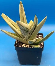 Gasteraloe Green Ice Variegated - Grown In 4.5
