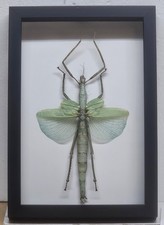 Real Framed Timor Giant Walking Stick From Malasia picture