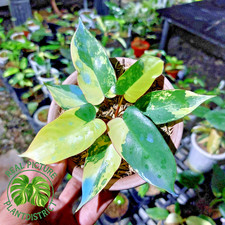 Real Photo Philodendron Brown Beauty Florida Beauty X Black Billitiae Variegated picture