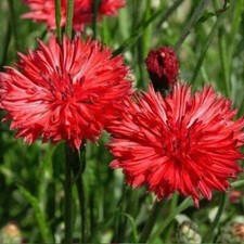 Tall Red Cornflower Bachelor Button Seeds 200+ Flower USA SELLER  picture