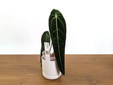 Anthurium Warocqueanum - Dark & Narrow - Pick Your Exact Plant (#36) picture