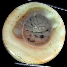 39.80Cts 100% Natural Imperial Jasper Round Cabochon Gemstone 31MMX5MM picture