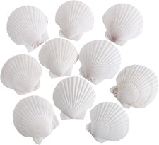 10 PCS 4-5 Inch Natural White Large Scallop Shells Sea Shells for DIY Craft Home picture