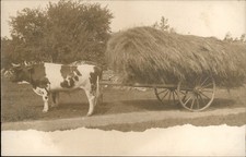 North Sutton New Hampshire NH Beautiful Oxen Cart Hay Wagon c1905 RPPC Postcard picture