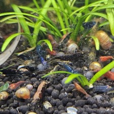 20+2 Skittles Mix/Culls Dwarf Shrimp (Neocaridina Davidi) USA Hobbyist Bred picture