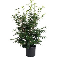 Greensboro Red Camellia Live Potted Plant Flowering Garden picture