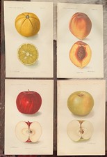 Antique 1906 1908 USDA Fruit Botanical Prints Passmore Apple Peach Set of 4 picture
