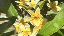 Plumeria Frangipani Flowering Plant 20 Yellow Cuttings picture