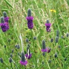 1000+ Prairie Clover Seeds - Purple | Honey Bees Pollinators PERENNIAL Non-GMO picture