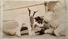 1916 WWI US Navy USS UTAH Goat Mascot RPPC Real Photo Postcard picture
