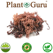 Purple Sea Moss St Lucia / Dr Sebi Irish Moss Wildcrafted 100% Pure Raw picture