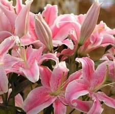 50pcs Pink Rare Lily Flower Seeds Planting Flower Lilium Perfume Garden. (#9622) picture