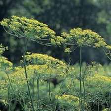 Mammoth Long Island Dill Seeds, Heirloom, NON-GMO, Leafy Foliage, picture