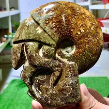 1.13LB Natural Tentacle Ammonite Fossil Crystal Specimen Shell Crystal picture
