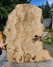 Live Edge Ink Line Spalted Maple Wood Burl Slab picture