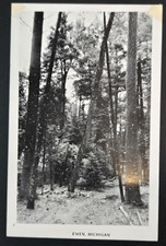Vintage B&W RPPC Postcard North Woods Postal Views Ewen Michigan Trees in Woods picture