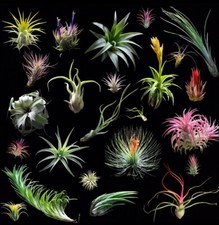 10 Pack Air Plant Mix - Premium High Quality Healthy Air Plants picture
