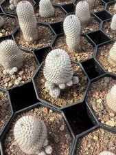 Multi Heads Mammillaria bombycina perezdelarosae cactus seedgrowth Garden picture