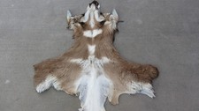 Pronghorn Antelope Cape - Taxidermy picture