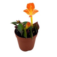 Harmony Foliage Columnea Hot Lips Gloriosa in a 2 inch Pot picture