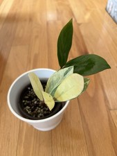 Rare Variegated  ZZ ZAMIOCULCAS WHITE CREAM Starter 4inch Pot Beautiful picture