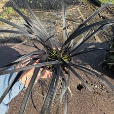 3-PACK, Black Mondo Grass, Ophiopogon planiscapus 'Nigrescens', 3 Live Plants picture