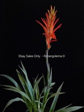 Pitcairnia ringens Plant - Near-Blooming Size - Rare Pineapple Relative picture