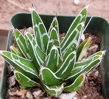 Agave Victoriae-Reginae 
