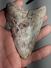  Summerville SOUTH Carolina MEGALODON SHARKS TOOTH 4.63 picture