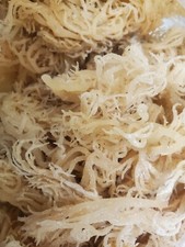 Sea Moss Irish Moss Whole Leaf 1lb / Raw WildCrafted -16oz👑 picture