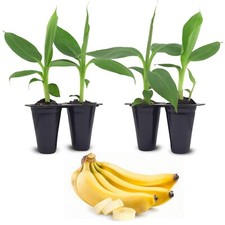 Banana Tree 