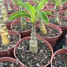 2CM Succulent Cactus Plant Pachypodium Baronii Windsorii（Single Head）Height 10cm picture
