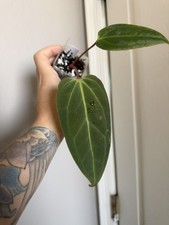 Anthurium (Crystallinum x Magnificum x Subsignatum) ‘Justin’ x Besseae Aff-clone picture