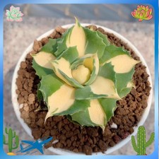 4-5CM Succulent Plant var.Verschaffeltii Compacta Agavaceae Agave Potatorum picture